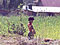 fields in budhanilkantha